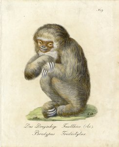  autorstwa Karl Joseph Brodtmann