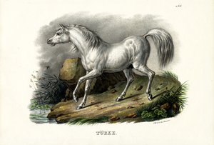 Koń turecki, 1824 autorstwa Karl Joseph Brodtmann