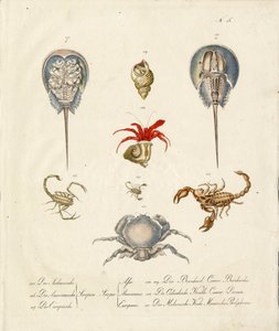  autorstwa Karl Joseph Brodtmann