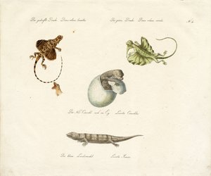  autorstwa Karl Joseph Brodtmann