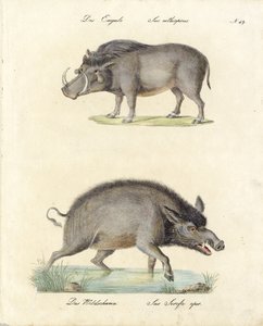 Warthog i dzik (druk) autorstwa Karl Joseph Brodtmann