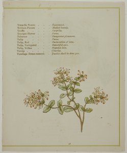 Walerian przez Volkamenię, z Oświeconego języka kwiatów autorstwa Kate Greenaway