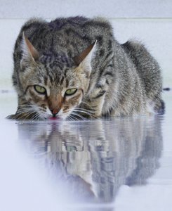 Cool Cat, 2022, zdjęcie