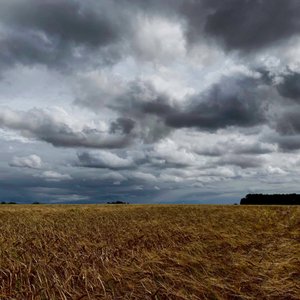 Burzowe niebo nad uprawami późnego lata 2020 r. autorstwa Katha Wood