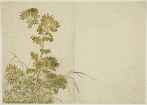 Zimowe kwiaty: chryzantemy, z książki „Zwierciadło pięknych kobiet z dzielnic przyjemności (Seiro bijin awase sugata kagami),” tom. 1 autorstwa Katsukawa Shunsho