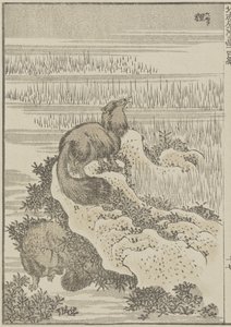 Borsuk, ok. 1840 (odbitka drzeworytnicza) autorstwa Katsushika Hokusai