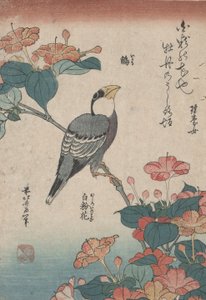 Grosbeak on Mirabilis, z serii bez tytułu Małe kwiaty autorstwa Katsushika Hokusai