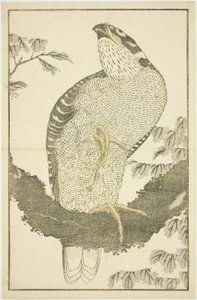 Jastrząb, z Księgi obrazkowej realistycznych obrazów Hokusaia (Hokusai shashin gafu) autorstwa Katsushika Hokusai