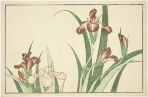 Iris, z Księgi obrazkowej realistycznych obrazów Hokusaia (Hokusai shashin gafu) autorstwa Katsushika Hokusai