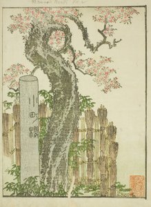 Wiśniowe drzewo Komachi (Komachi zakura), z ilustrowanej książki „Picture Book of Amusements of the East (Ehon Azuma asobi)” autorstwa Katsushika Hokusai