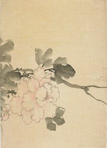 Piwonia, koniec XVIII-początek XIX wieku. autorstwa Katsushika Hokusai