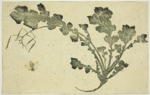 Łodyga osy i rzepy, z "Księgi obrazkowej realistycznych obrazów Hokusaia (Hokusai shashin gafu)" autorstwa Katsushika Hokusai