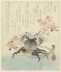 Krab z kwiatem wiśni autorstwa Katsushika Taito II