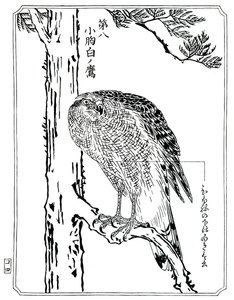 Jastrząb, 1898. autorstwa Kawanabe Kyosai
