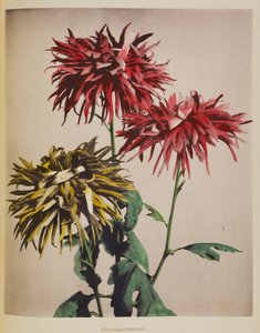 Chryzantema autorstwa Kazumasa Ogawa