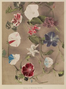 Grupa Morning Glories autorstwa Kazumasa Ogawa