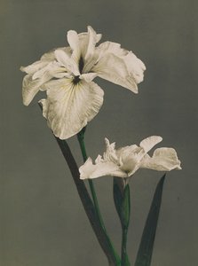 Iris Kaempferi, 1896 (kolotyp ręcznie kolorowany)