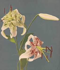 Lilie, 1897 (kolotypia ręcznie kolorowana)