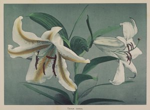Lily autorstwa Kazumasa Ogawa