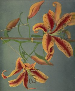 Lily, 1896 (kolotypia ręcznie kolorowana)