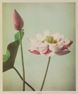 Lotos autorstwa Kazumasa Ogawa