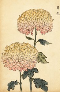 Hybryda złoto-różowa chryzantema pompon.,1893 (grawerunek)