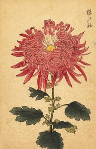 Hybrydowa różowa chryzantema piórkowa, 1893 (grawerunek) autorstwa Keika Hasegawa