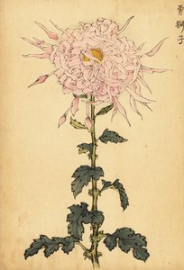 Hybrydowa różowa chryzantema pająka.,1893 (grawerunek)