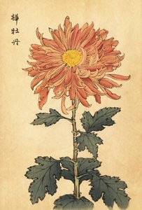 Hybryda łososiowo-różowa chryzantema.,1893 (grawerunek) autorstwa Keika Hasegawa