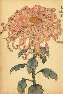 Hybrydowa chryzantema łososiowo-różowa z zawiniętymi płatkami.,1893 (grawerunek)