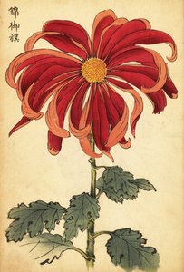 Hybryda szkarłatno-różowa chryzantema.,1893 (grafika) autorstwa Keika Hasegawa