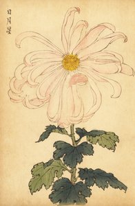 Hybryda biało-różowa chryzantema.,1893 (grawerunek) autorstwa Keika Hasegawa