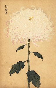 Hybryda biała chryzantema.,1893 (grawerunek) autorstwa Keika Hasegawa