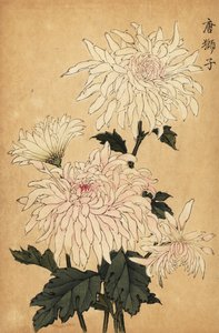 Hybrydowa biała chryzantema, Chrysanthemum indicum. ,1893 (grawerowanie)