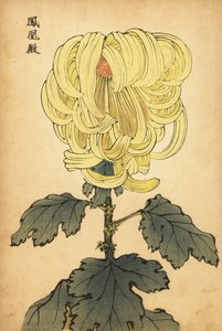 Hybrydowa żółta wygięta chryzantema, 1893 (grawerunek) autorstwa Keika Hasegawa
