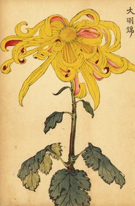 Hybryda żółta nieregularna chryzantema, 1893 (grawerowanie)