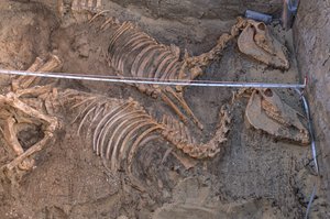 Wykopaliska szczątków dziesięciu osłów obok królewskiej komory grobowej, Abydos, 2005 (zdjęcie) autorstwa Kenneth Garrett