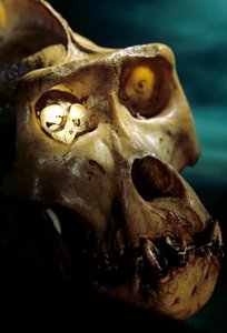 Homo Erectus, Goryl i Tarsier, Największe i najmniejsze naczelne, Laboratorium Bruce
