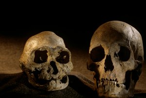 Czaszka Homo erectus, bezzębna i czaszka współczesnego człowieka, Dmanisi autorstwa Kenneth Garrett