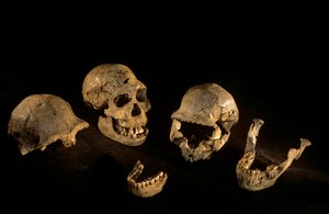 Czaszki i żuchwy ze stanowiska Homo Erectus w Dmanisi, Gruzja autorstwa Kenneth Garrett