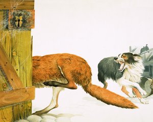 Pies rasy collie przegania lisa