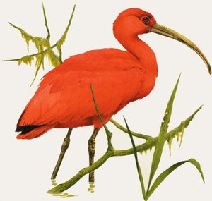 I jak Ibis autorstwa Kenneth Lilly