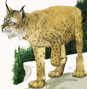 Ryś