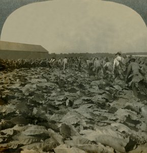 Cięcie tytoniu, Kentucky, USA, 1904. autorstwa Keystone View Company