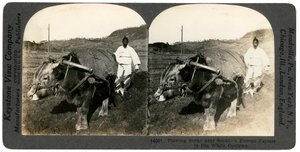 Rolnictwo w pobliżu Seulu, Korea Południowa, 1900. autorstwa Keystone View Company