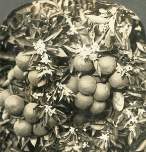 Kwiaty pomarańczy i dojrzałe pomarańcze rosnące na tym samym drzewie, Kalifornia, ok. 1900. autorstwa Keystone View Company