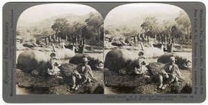 Wynik porannego polowania na hipopotamy na rzece Mlembo, Rodezja, Afryka, 1910 r autorstwa Keystone View Company