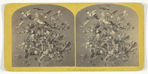 Ptaki Nowej Anglii, 185575. Twórcy: Kilburn Brothers, BW Kilburn.