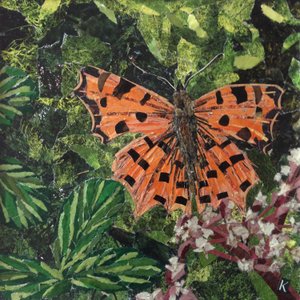 Flutter - motyl przecinkowy na japonice