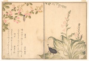  autorstwa Kitagawa Utamaro